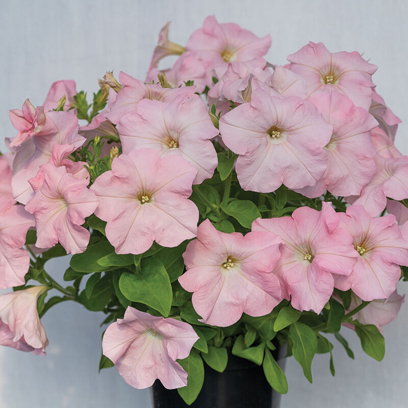 Dreams&trade; Appleblossom Petunia