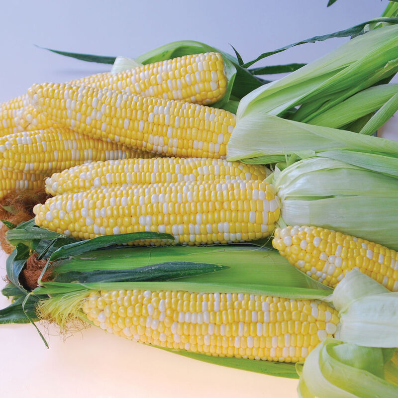 Quick Start Sweet Corn