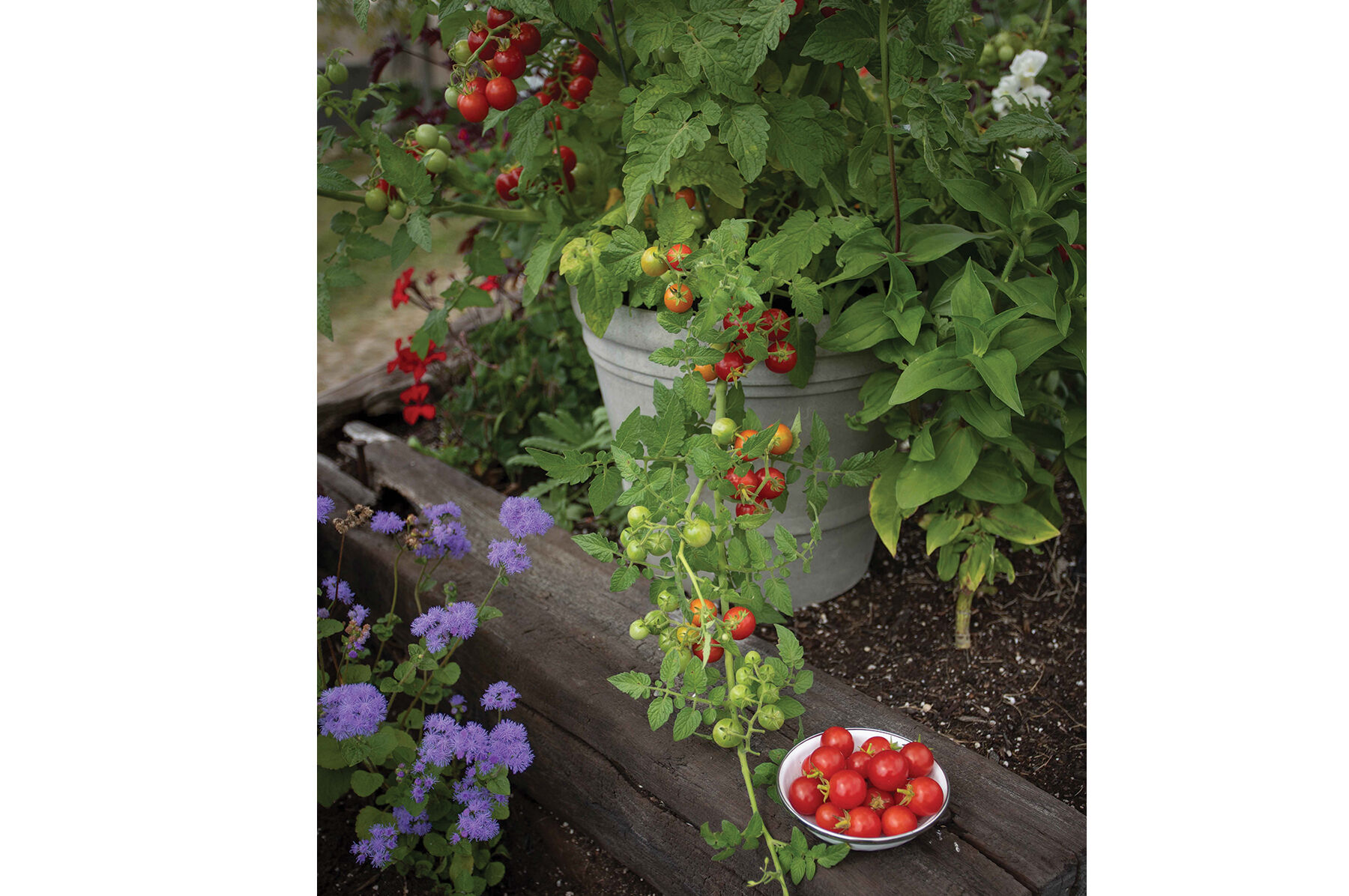 Tidy Treats Cherry Tomatoes