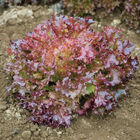 Salanova&reg; Red Incised Salanova&reg; Lettuce