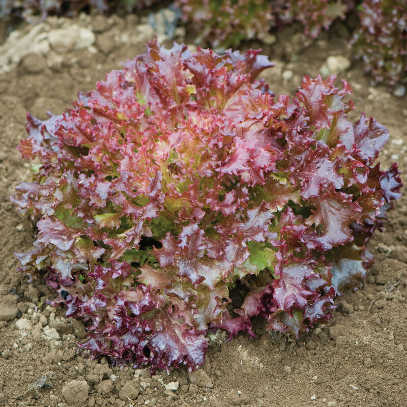 Salanova&reg; Red Incised Salanova&reg; Lettuce