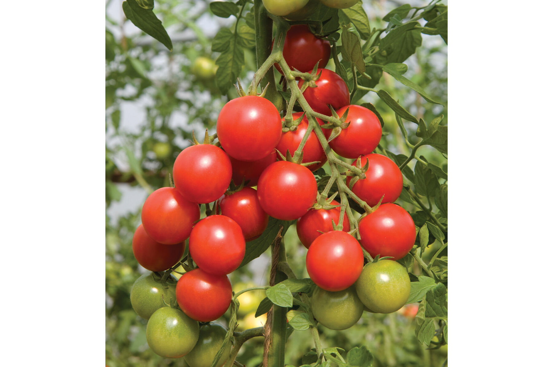Sakura Cherry Tomatoes