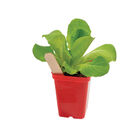 Polypro 2.5" Insert Pots &ndash; Red, 32 Count Plastic Pots