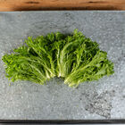 Salanova&reg; Hydroponic Green Sweet Crisp Salanova&reg; Lettuce