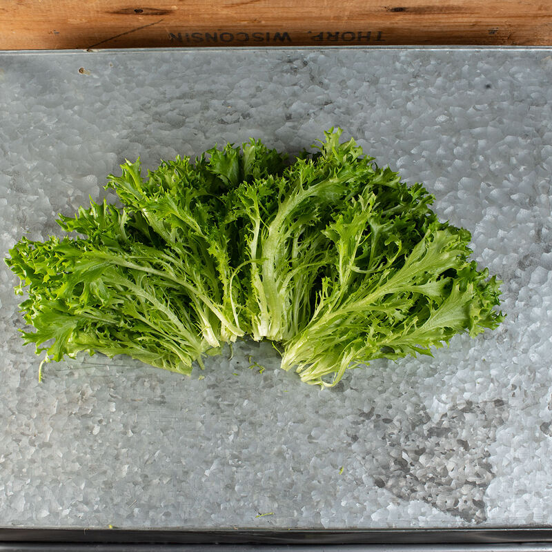 Salanova&reg; Hydroponic Green Sweet Crisp Salanova&reg; Lettuce