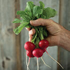 Annabel Round Radishes