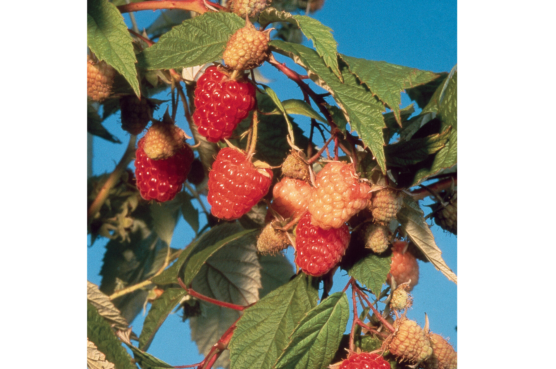 Caroline Raspberry