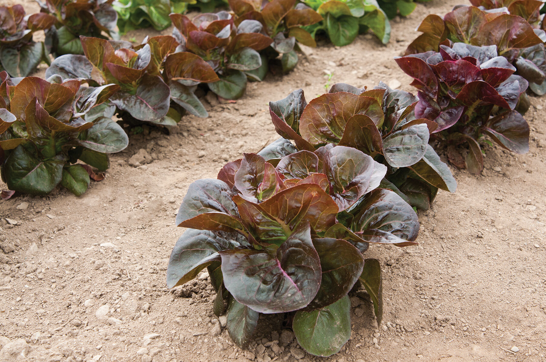 Rosaine Lettuce