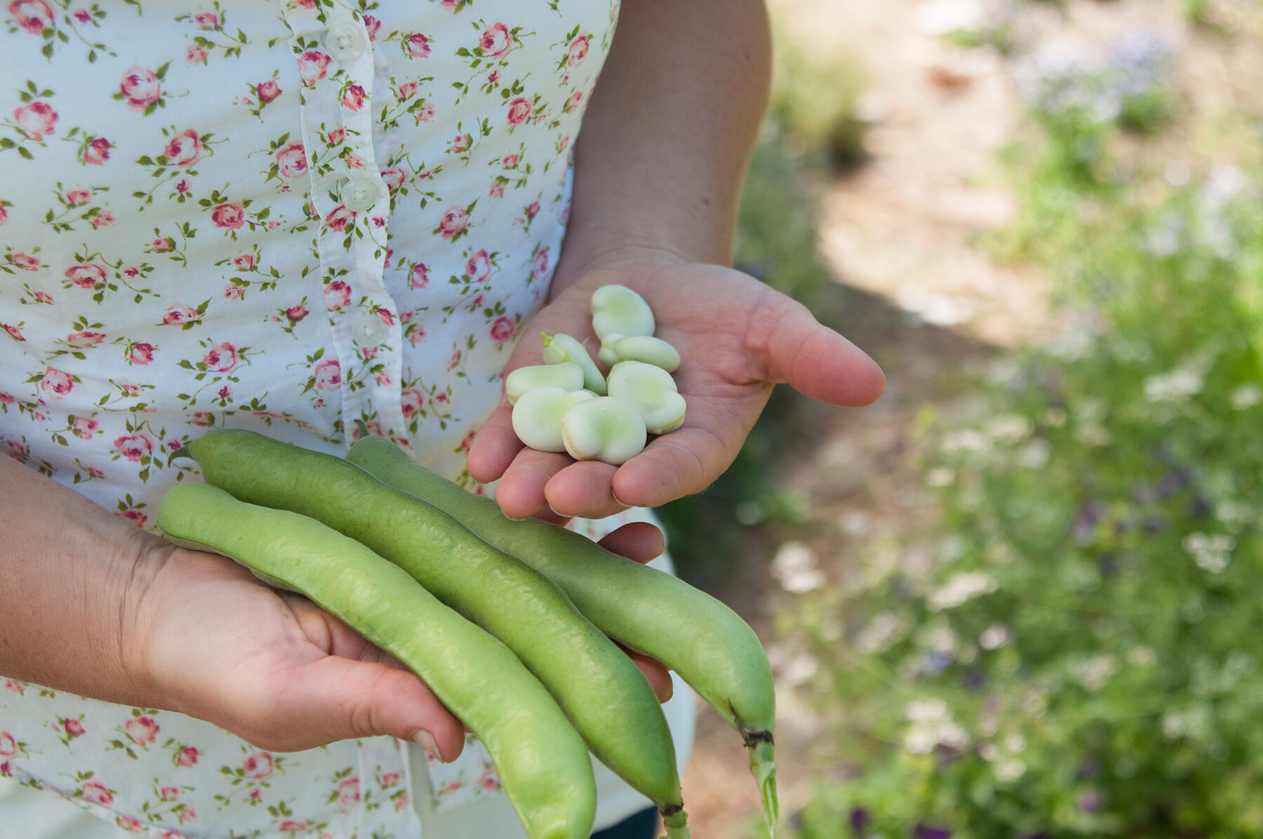 Vroma Fava Beans