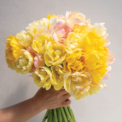 Fragrant Tulip Set Tulips