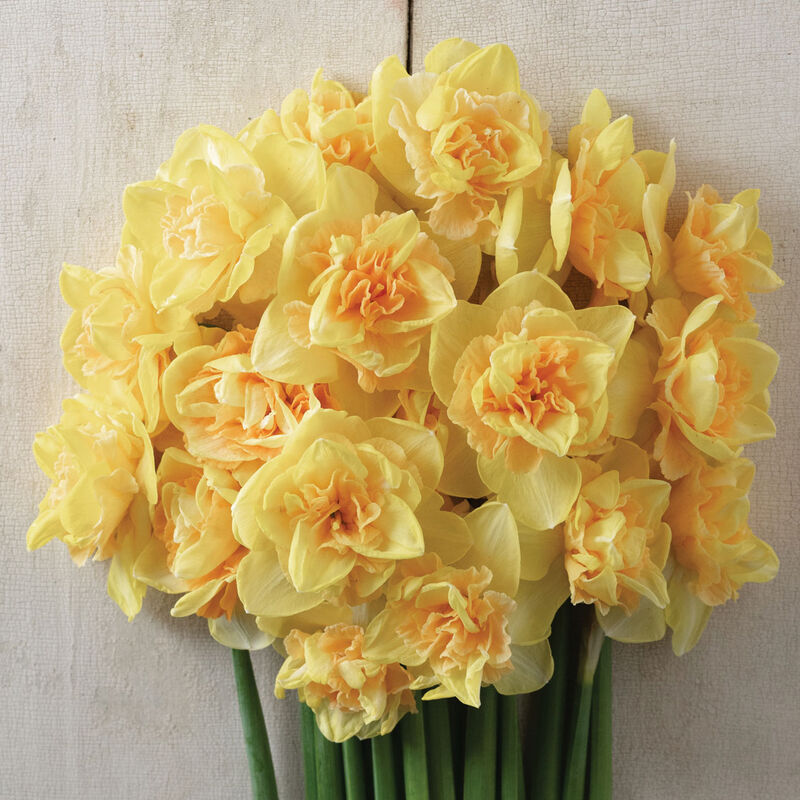 Bellabombe Narcissus (Daffodil)