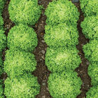 Salanova&reg; Green Incised Salanova&reg; Lettuce