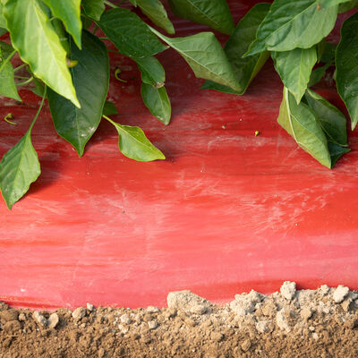 SRM Red Mulch &ndash; 4' x 30' Mulch Films