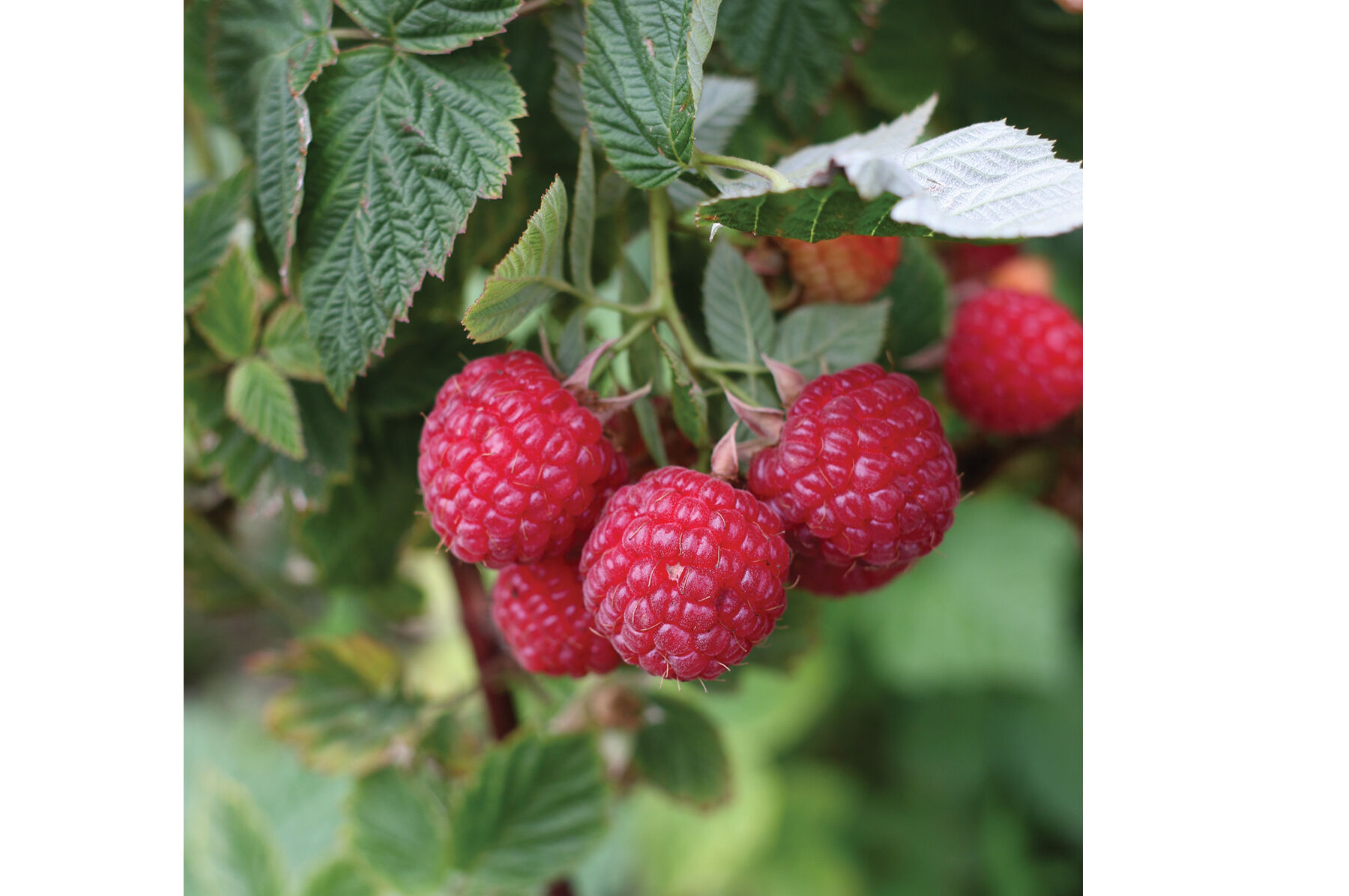 Nova Raspberry