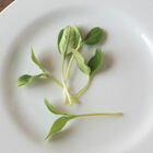 Melon Shoots