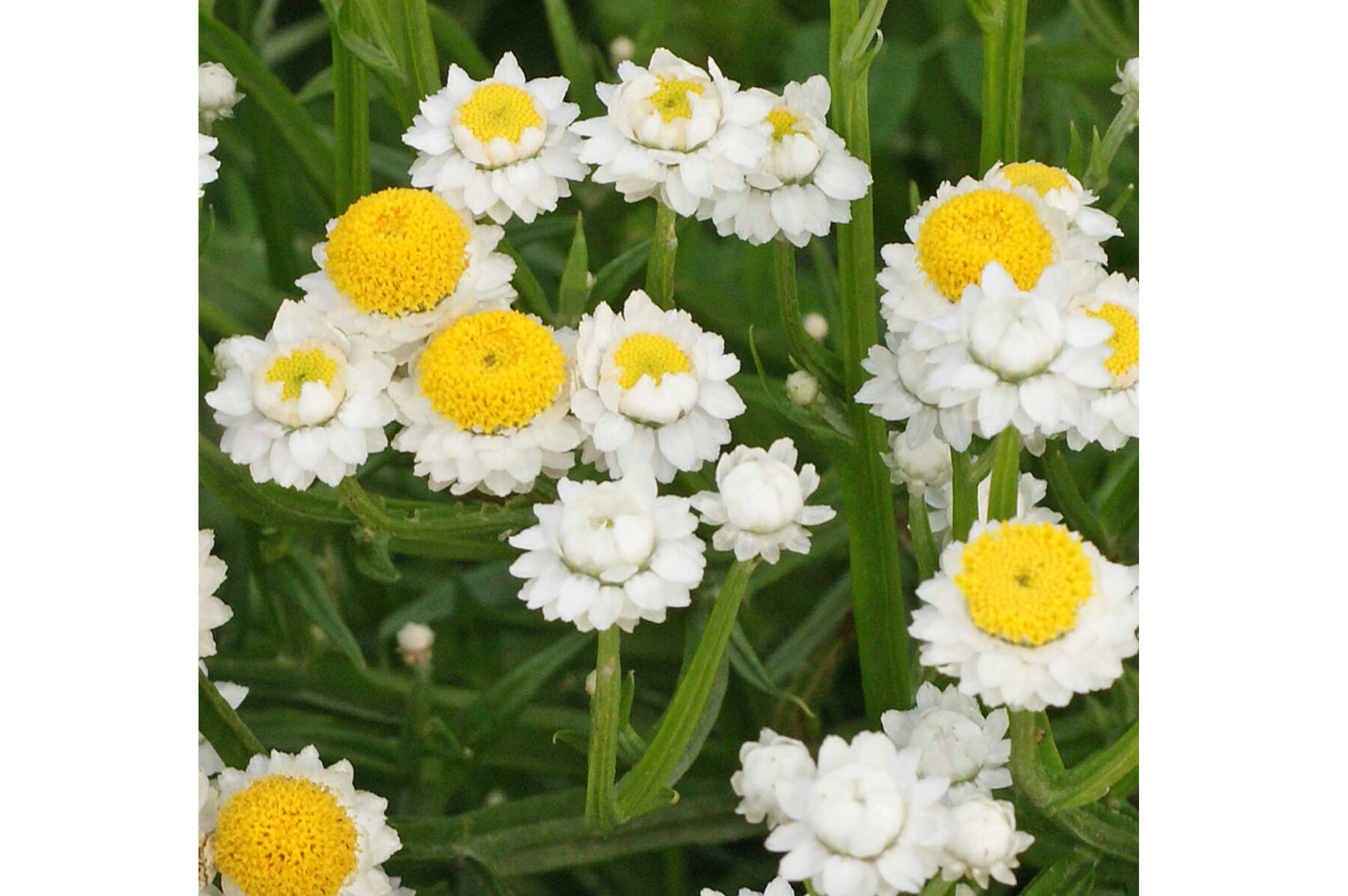 Winged Everlasting Ammobium