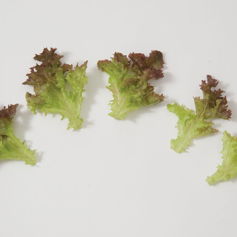Salanova&reg; Red Incised Salanova&reg; Lettuce