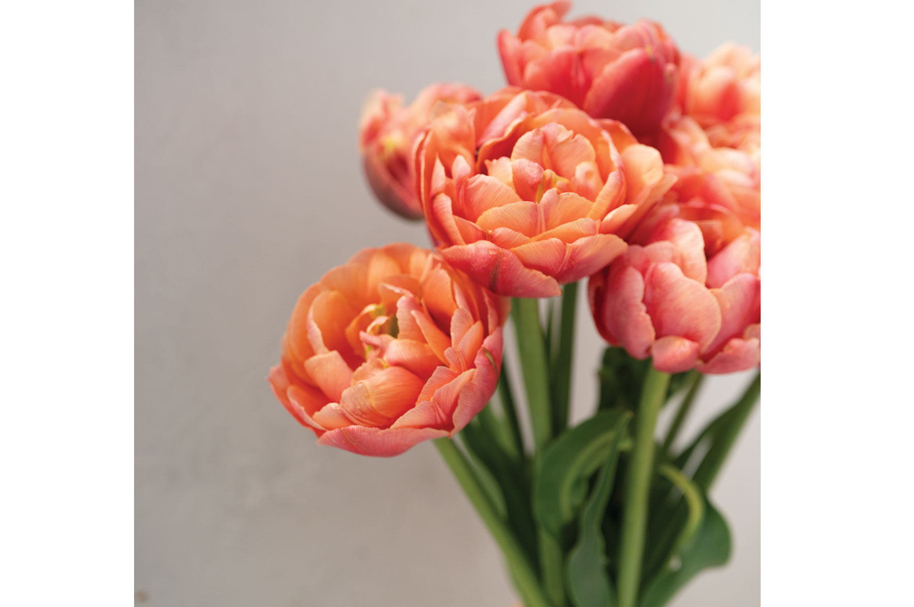 Copper Image Tulips