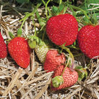 Albion &ndash; Spring-Planted Strawberry Bare-Root Plants