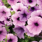 Easy Wave&reg; Plum Vein Petunia