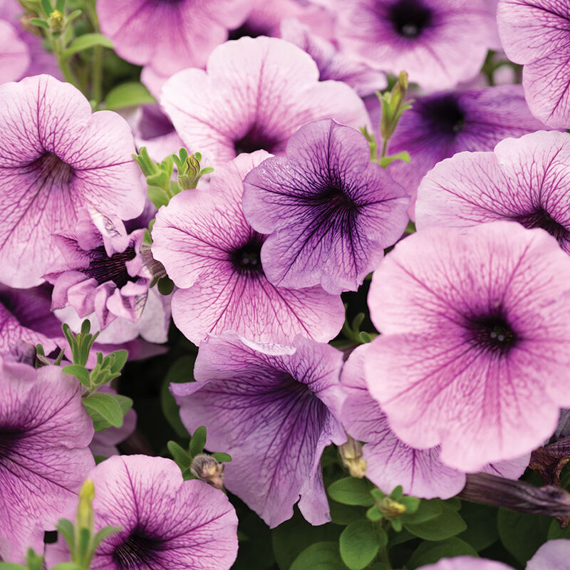 Easy Wave&reg; Plum Vein Petunia