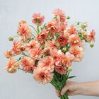 Butterfly&trade; Eris&reg; Ranunculus