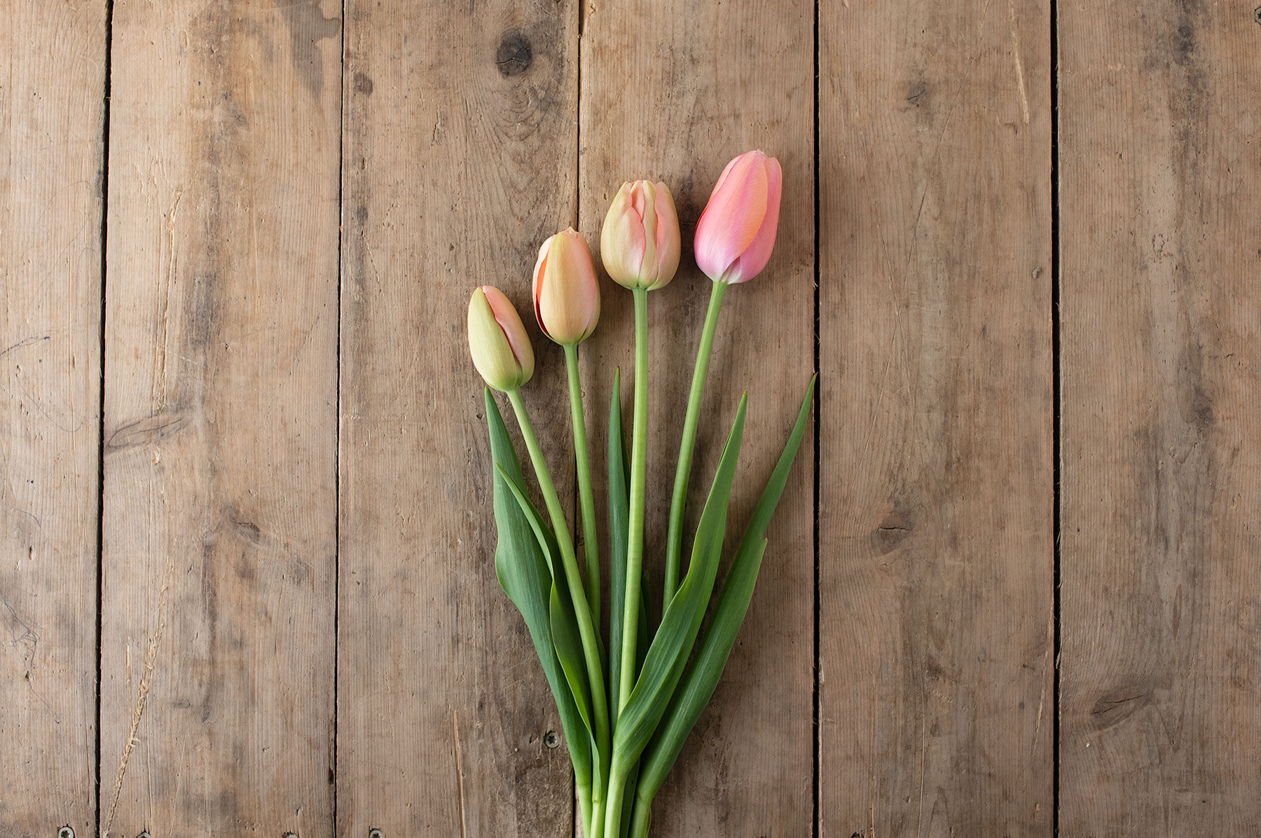 Menton Tulips
