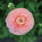 Romance&trade; Salerno&reg; Ranunculus