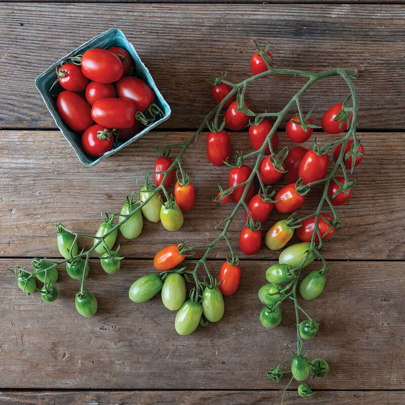 Amai Grape Tomatoes