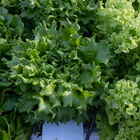 Salanova&reg; Green Batavia Salanova&reg; Lettuce