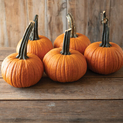 Voodoo Pie Pumpkins