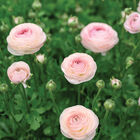 Romance&trade; Seine&reg; Ranunculus