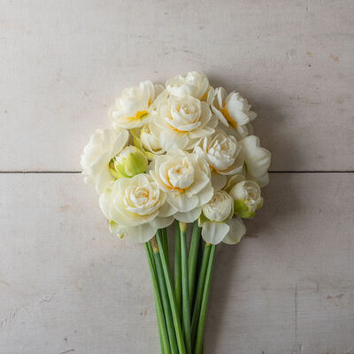 Gay Tabor Narcissus (Daffodil)