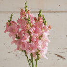 Chantilly&trade; Light Pink Snapdragon