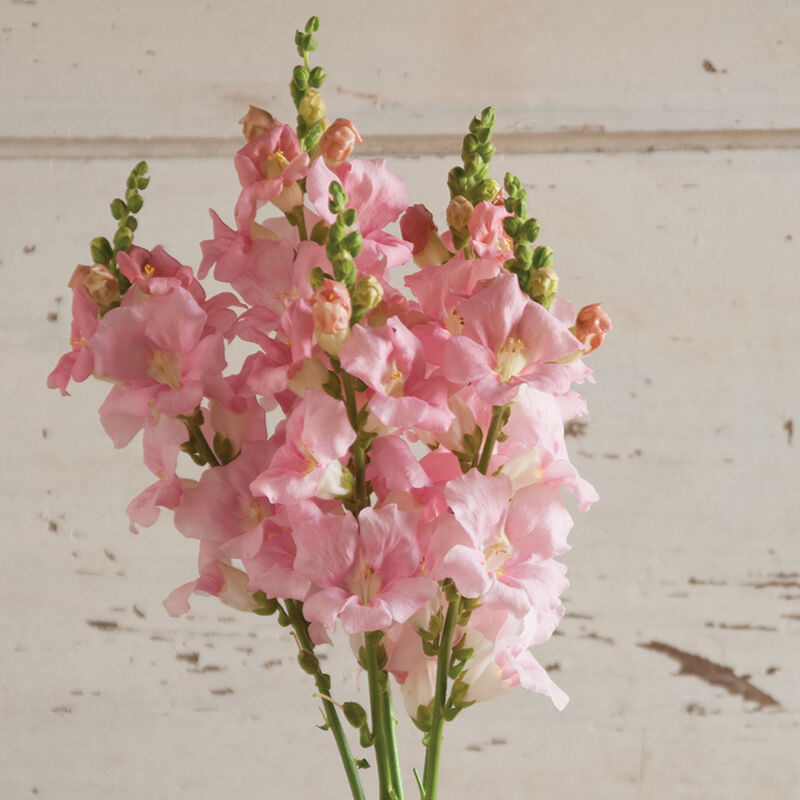 Chantilly&trade; Light Pink Snapdragon