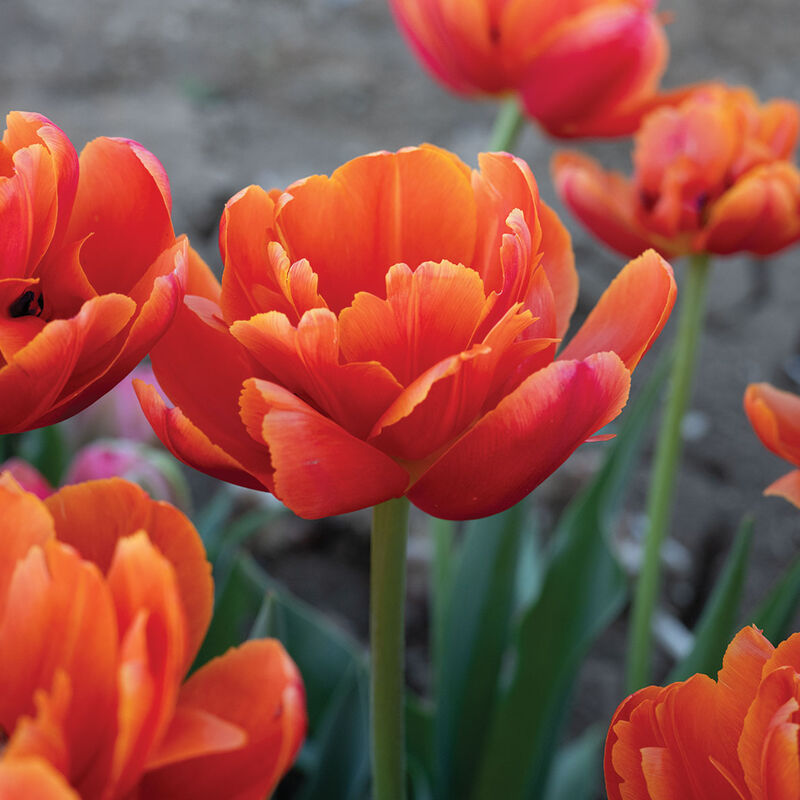 Icoon Tulips