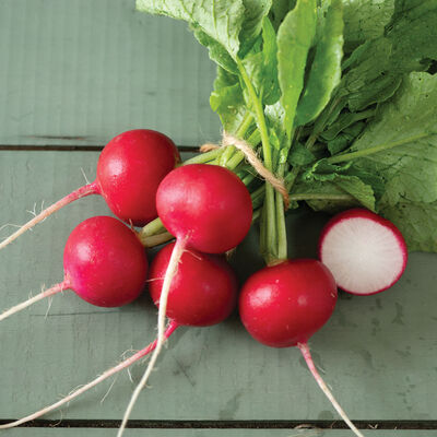 Annabel Round Radishes