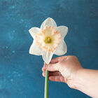 British Gamble Narcissus (Daffodil)