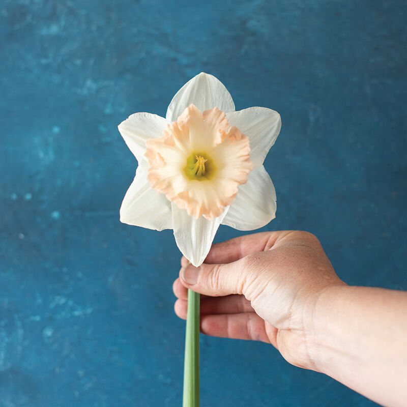 British Gamble Narcissus (Daffodil)