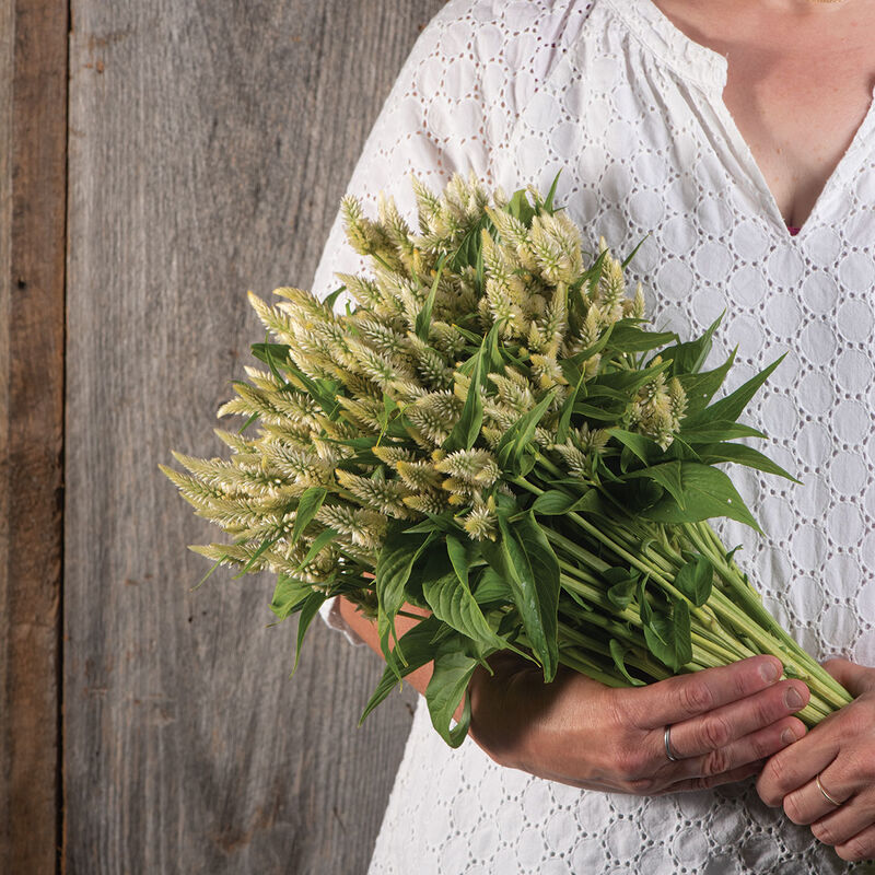 Celway&trade; White Celosia