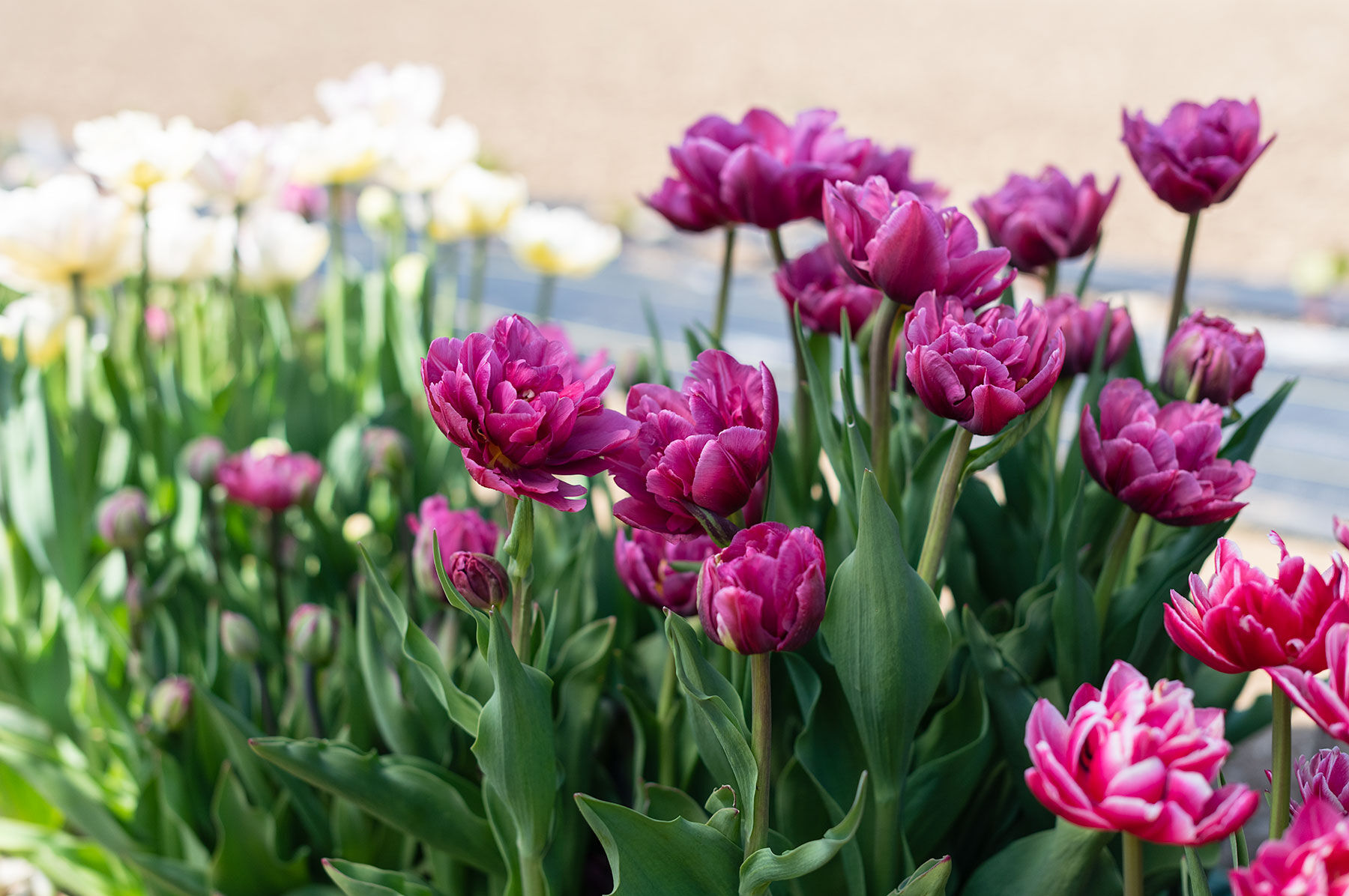 Margarita Tulips