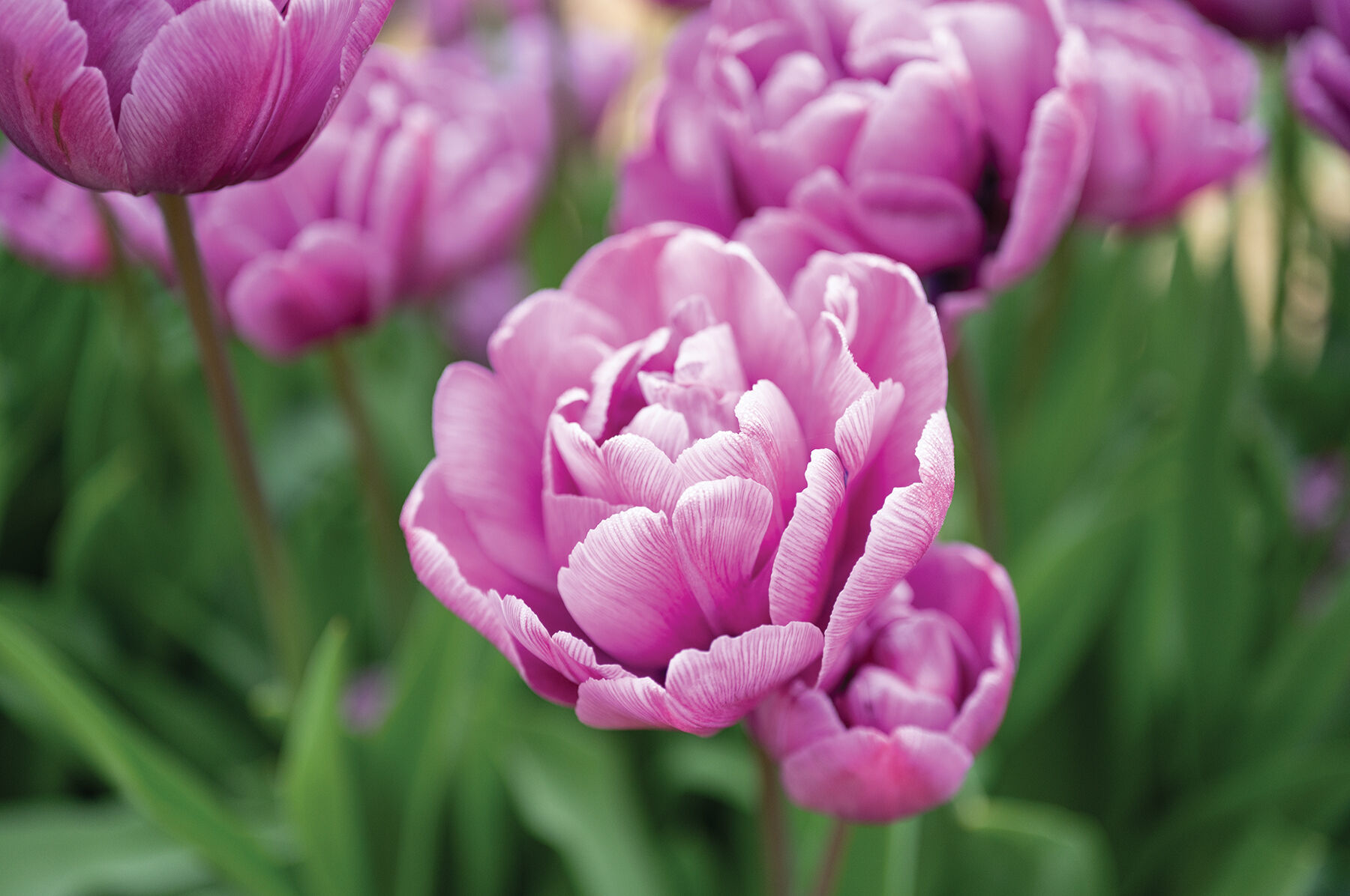 Blue Diamond Tulips