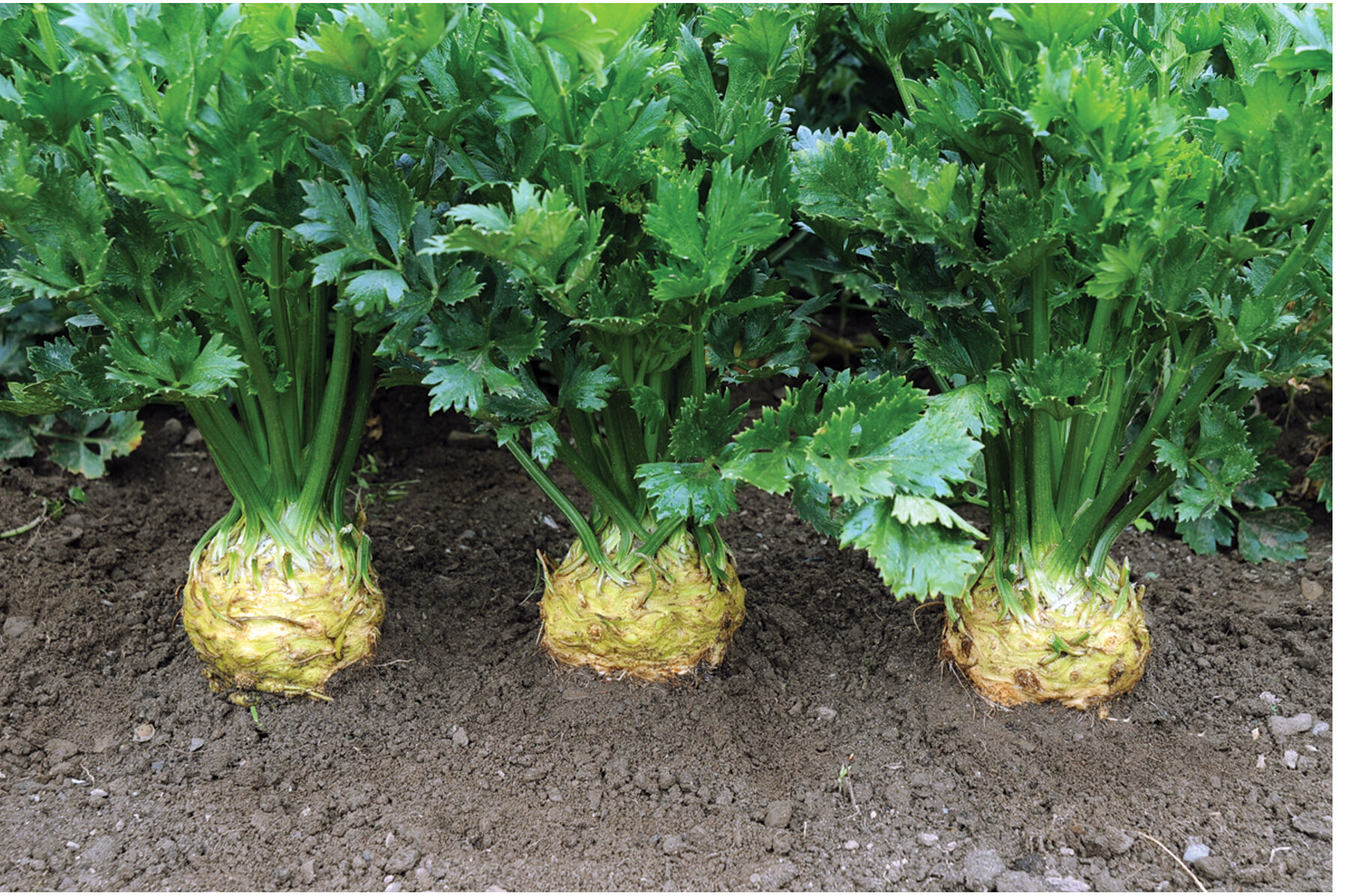 Brilliant Celeriac (Celery Root)