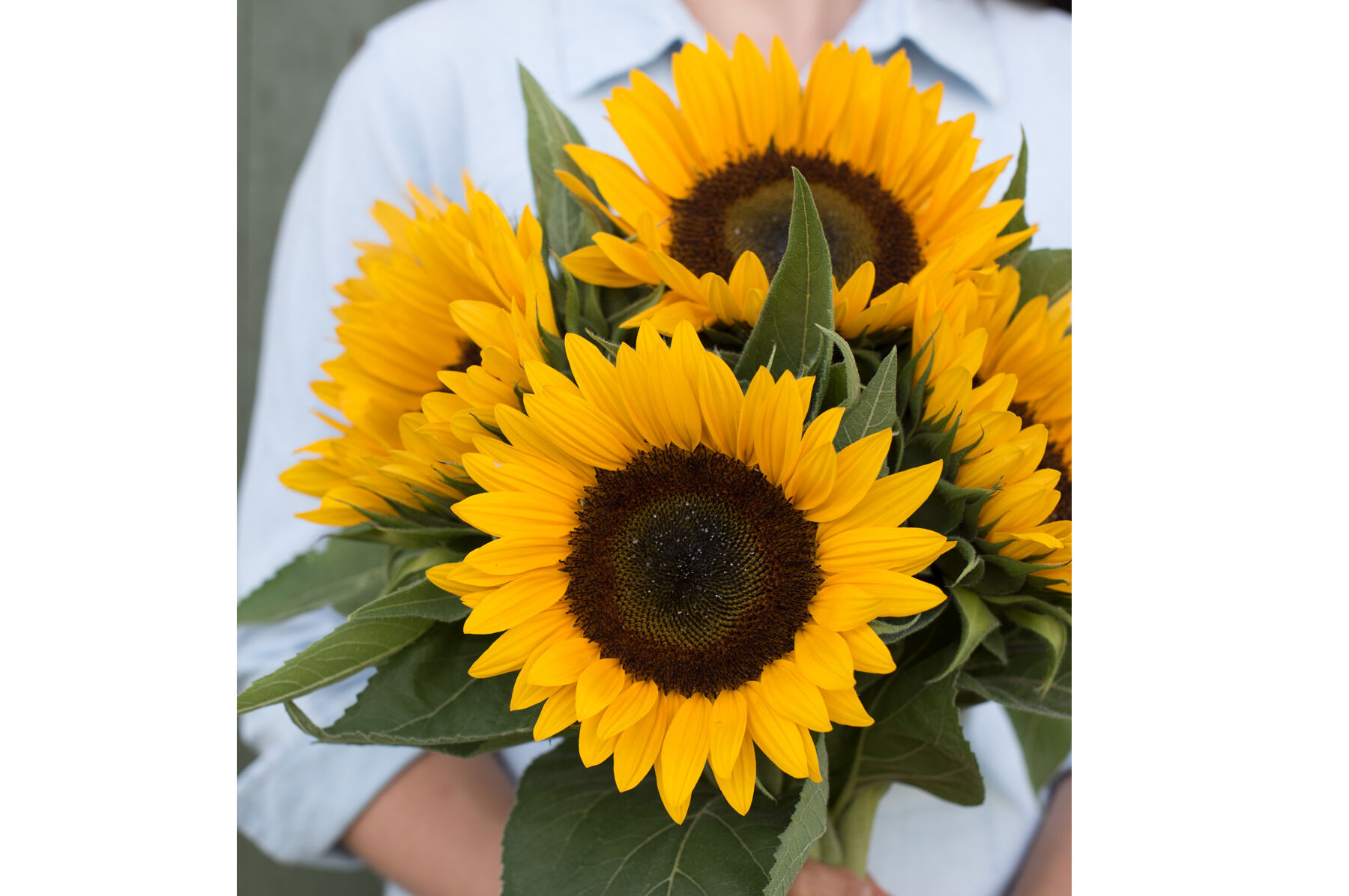Sunrich Orange Tall Sunflowers