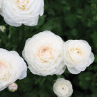 Romance&trade; Courchevel&reg; Ranunculus