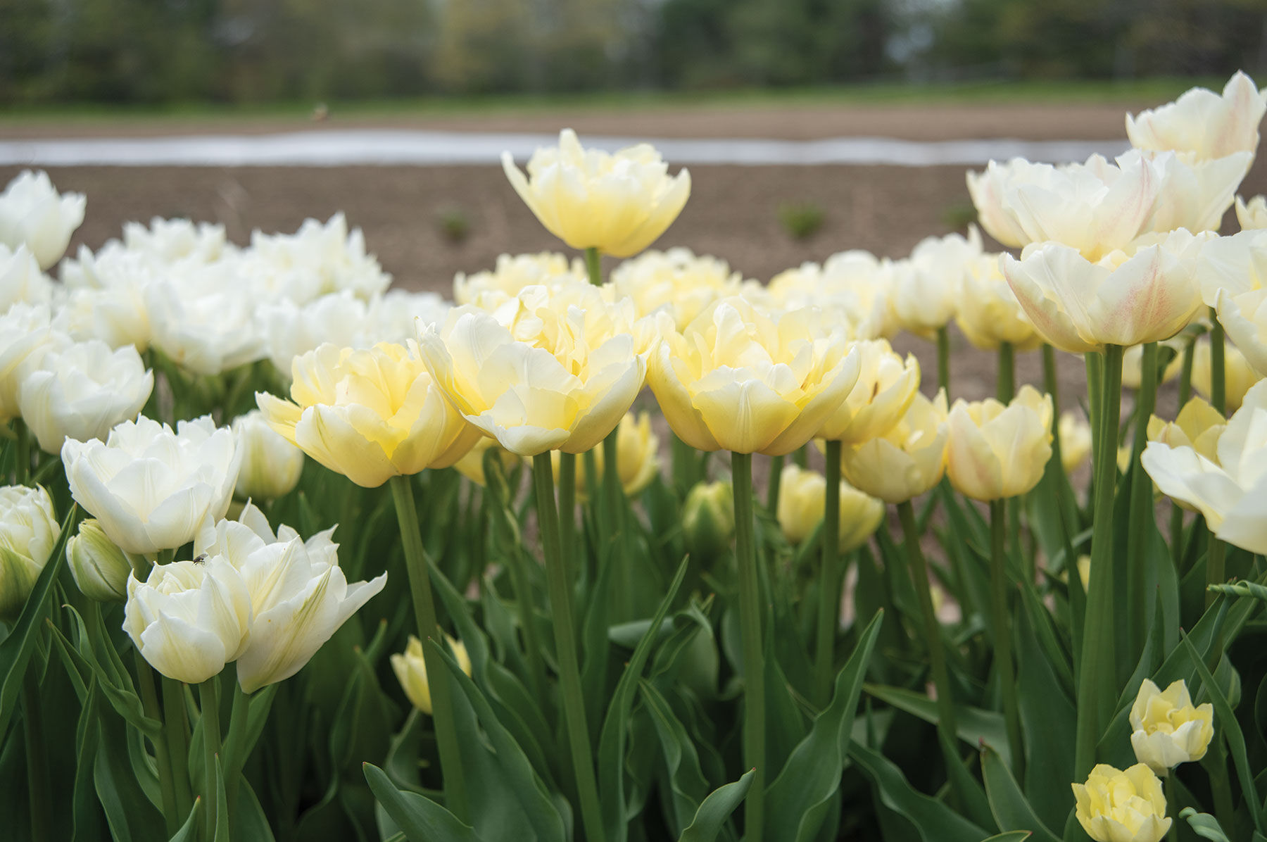 Verona Tulips