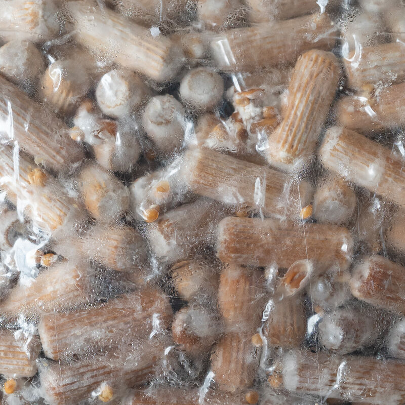 Lion's Mane Plug Spawn &ndash; 500 Count Plug Spawn