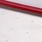 Seed Plate C72 Seed Starting Supplies