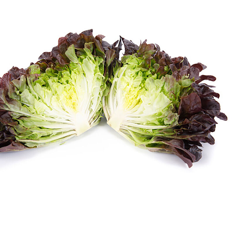 Salanova&reg; Hydroponic Red Oakleaf Salanova&reg; Lettuce