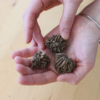 Romance&trade; Courchevel&reg; Ranunculus